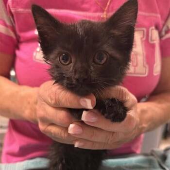 Dimbar -  Domestic Short Hair Cat for Adoption in Fredericksburg, Virginia - Dimbar | PetCurious