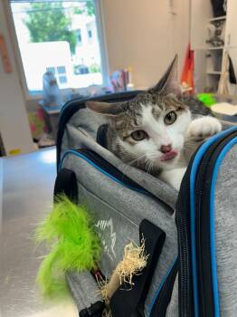 Rudolph -  Domestic Short Hair Cat for Adoption in Miami Beach, Florida - Rudolph | PetCurious