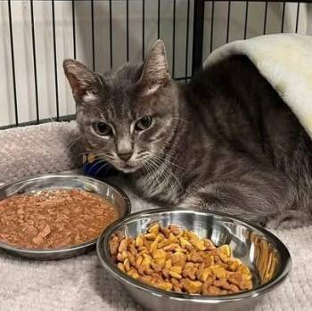 Tomato -  Domestic Short Hair Cat for Adoption in Evanston, Illinois - Tomato | PetCurious
