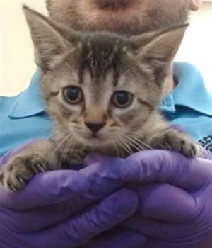 Domestic Short Hair Cats Available for Adoption in Doral, Florida - RUBI | PetCurious