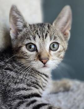 Sammy -  Domestic Short Hair Cat for Adoption in Wilmington, North Carolina - Sammy | PetCurious