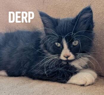 Tuxedo and Domestic Medium Hair Cats Available for Adoption - Derp | PetCurious