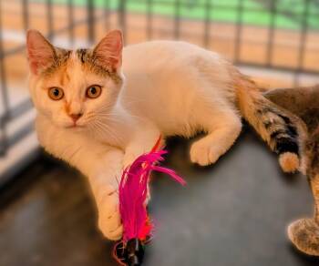 Winnie -  Calico and Turkish Van Cat for Adoption in Hamilton, Ontario - Winnie | PetCurious
