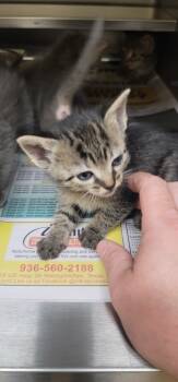 Rescue Tabby Cats for Adoption in Nacogdoches, Texas - Magic | PetCurious