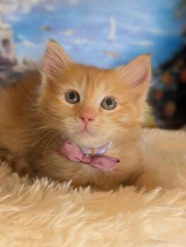 Suri -  Tabby and Domestic Medium Hair Cat for Adoption in Fremont, California - Suri | PetCurious