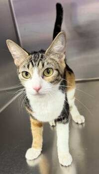 Domestic Short Hair Cats Available for Adoption - Cinnamon | PetCurious