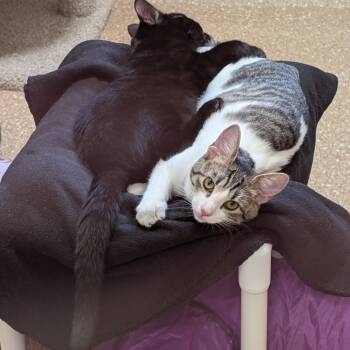 Rescue Domestic Short Hair Cats for Adoption in Sonoma, California - Lucy | PetCurious