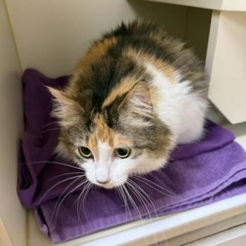 Domestic Long Hair Cats Available for Adoption in Mauston, Wisconsin - Feisty | PetCurious