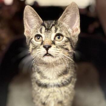 Valkyrie -  Domestic Short Hair Cat for Adoption in South Elgin, Illinois - Valkyrie | PetCurious