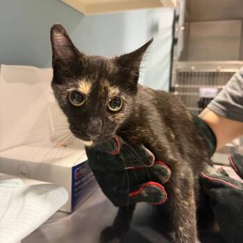 Tamara -  Domestic Short Hair Cat for Adoption in Chattanooga, Tennessee - Tamara | PetCurious