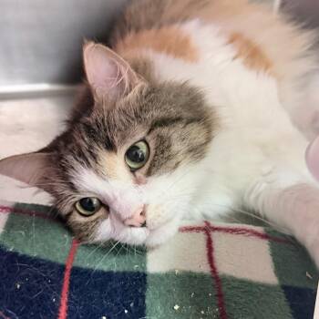 Lexie -  Domestic Long Hair Cat for Adoption in Titusville, Florida - Lexie | PetCurious