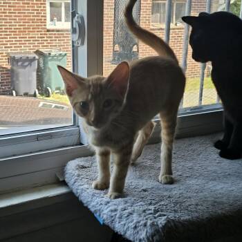 Big Bird MH 0426 -  Domestic Short Hair Cat for Adoption - Big Bird MH 0426 | PetCurious