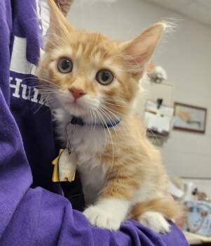 HADESTOWN -  Domestic Medium Hair Cat for Adoption in St. Louis, Missouri - HADESTOWN | PetCurious