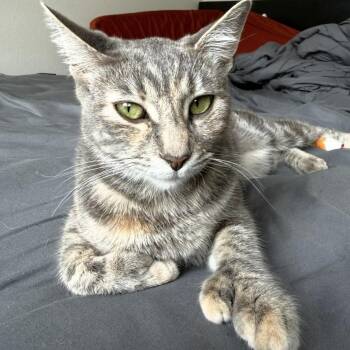 Extra Toes Cat Hemingway Polydactyl Cats Available for Adoption in Santa Ana, California - Hanzie Horchata | PetCurious