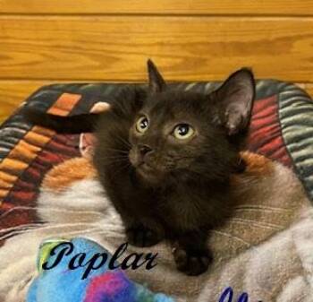 Poplar -  Domestic Short Hair Cat for Adoption in Southern Pines, North Carolina - Poplar | PetCurious