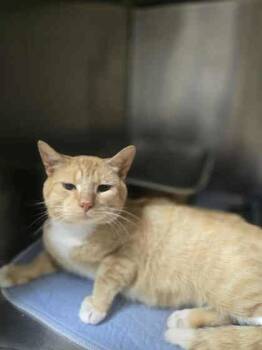 Rescue Domestic Short Hair Cats for Adoption in Sullivan, Indiana - John | PetCurious