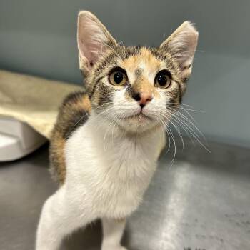 Bailey -  Domestic Short Hair Cat for Adoption in Chattanooga, Tennessee - Bailey | PetCurious