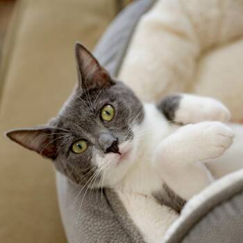 Gelato -  Domestic Short Hair Cat for Adoption in Chapel Hill, North Carolina - Gelato | PetCurious