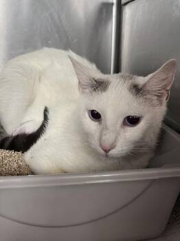Gabriela -  Domestic Short Hair Cat Available for Adoption in Houston, Texas - Gabriela | PetCurious