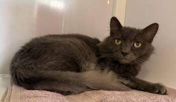 Pierce (Senior) -  Domestic Medium Hair Cat Available for Adoption in Alexandria, Virginia - Pierce (Senior) | PetCurious