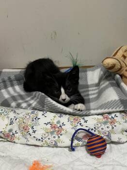 Coco -  Domestic Short Hair Cat for Adoption in Milltown, New Jersey - Coco | PetCurious