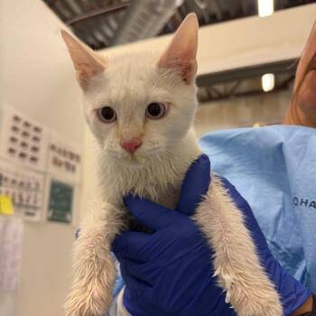 Angel Food Cake -  Domestic Medium Hair Cat for Adoption in Park City, Utah - Angel Food Cake | PetCurious