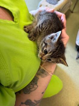 Domestic Short Hair Cats Available for Adoption in Gallatin, Tennessee - Spike | PetCurious