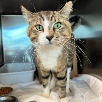 Russia -  Domestic Short Hair Cat for Adoption in Lindon, Utah - Russia | PetCurious