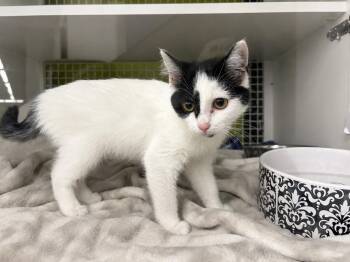 Pinky -  Domestic Short Hair Cat for Adoption in Gorham, Maine - Pinky | PetCurious
