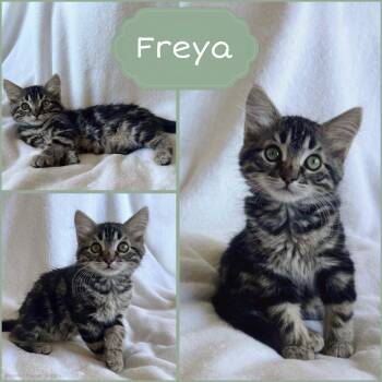 Freya -  Tabby Cat for Adoption in Oakley, California - Freya | PetCurious