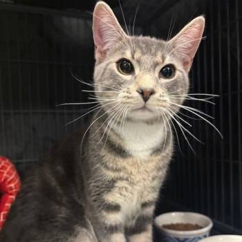 Saturday -  Domestic Short Hair Cat for Adoption in Mooresville, North Carolina - Saturday | PetCurious