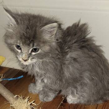 Rescue Domestic Long Hair Cats for Adoption in Ruckersville, Virginia - Chad | PetCurious