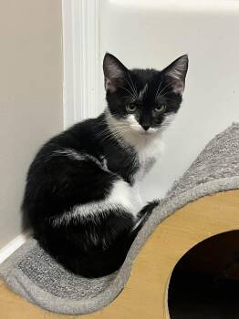 Phish -  Domestic Short Hair Cat for Adoption in Clarksville, Tennessee - Phish | PetCurious