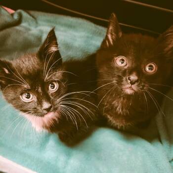 Domestic Short Hair Cats Available for Adoption in Fairfax, Virginia - Freddy | PetCurious