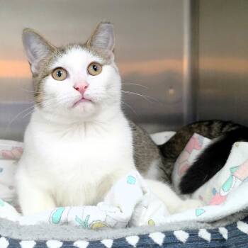 Rescue Domestic Short Hair Cats for Adoption in Michigan City, Indiana - Taffy | PetCurious