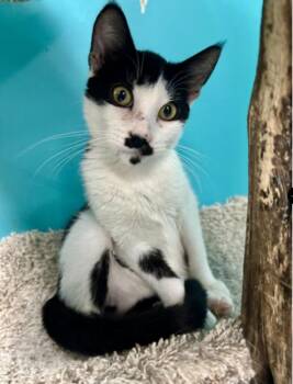 Rescue Domestic Short Hair Cats for Adoption in Chicago, Illinois - Purrlock Holmes | PetCurious