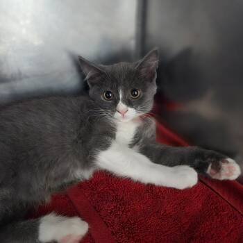 Shishito -  Domestic Short Hair Cat for Adoption in San Jacinto, California - Shishito | PetCurious