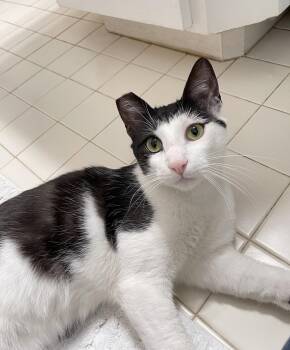 Tuxedo and Domestic Short Hair Cats Available for Adoption in Alameda, California - Casper | PetCurious