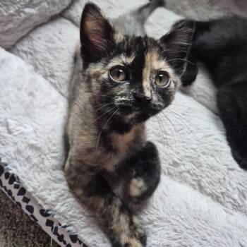 Tallahassee -  Domestic Short Hair Cat for Adoption in Buffalo, Minnesota - Tallahassee | PetCurious