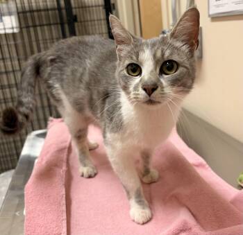 Bloom -  Domestic Short Hair Cat for Adoption in Redmond, Oregon - Bloom | PetCurious