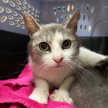 Regina -  Domestic Short Hair Cat for Adoption in Rocky Mount, Virginia - Regina | PetCurious