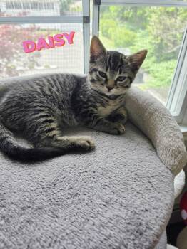 Ruby & Daisy kittens bonded -  Domestic Short Hair Cat for Adoption in Enfield, Connecticut - Ruby & Daisy Kittens Bonded | PetCurious