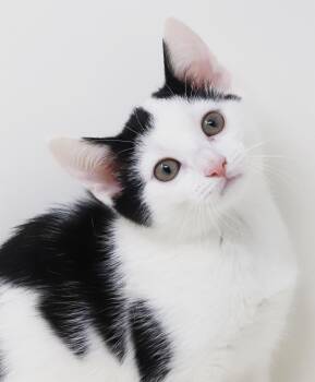 Emily is even more precious in person - cow kitten - OLD ENOUGH  -  Turkish Van Cat for Adoption in Bedford Hills, New York - Emily Is Even More Precious In Person - Cow Kitten - OLD ENOUGH  | PetCurious