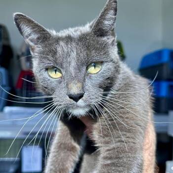 Dinah -  Domestic Short Hair Cat for Adoption in Matteson, Illinois - Dinah | PetCurious