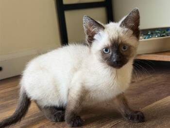 FLAN -  Domestic Short Hair Cat for Adoption in Colorado Springs, Colorado - FLAN | PetCurious