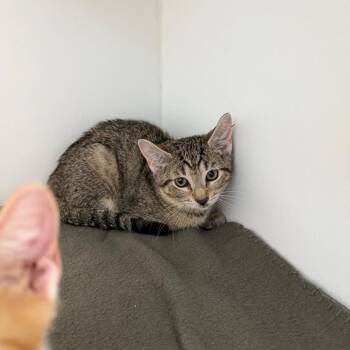 Violet -  Domestic Short Hair Cat for Adoption in Port Richey, Florida - Violet | PetCurious