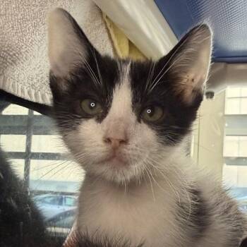Gill -  Domestic Short Hair Cat for Adoption in Los Angeles, California - Gill | PetCurious