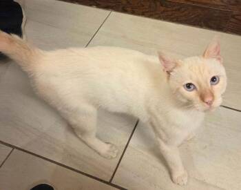 Reckless NC -  Siamese Cat for Adoption in Dallas, Texas - Reckless NC | PetCurious
