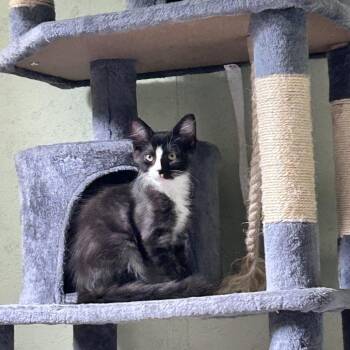Finnick -  Domestic Medium Hair Cat for Adoption in Newborn, Georgia - Finnick | PetCurious