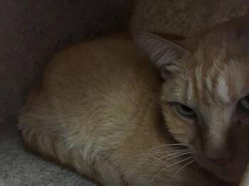 Domestic Short Hair Cats Available for Adoption in Lafayette, Indiana - Annabelle T16 | PetCurious
